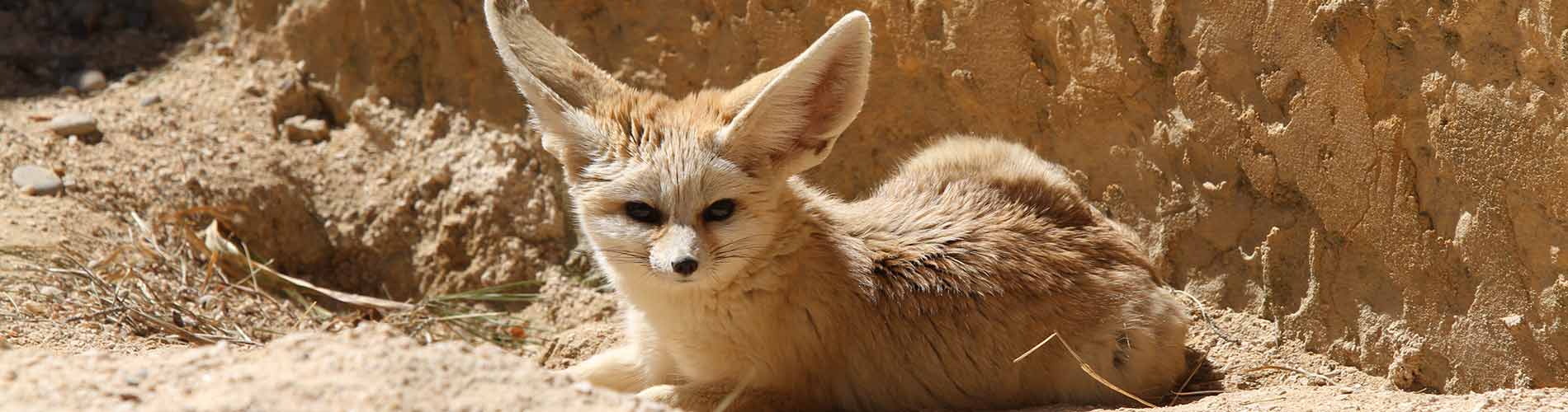 Zoo De La Barben Presentation Infos Horaires Et Tarifs Du Zoo De La Barben